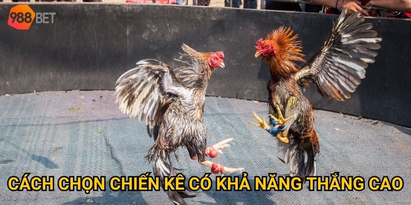 Cách chọn chiến kê có khả năng thắng cao