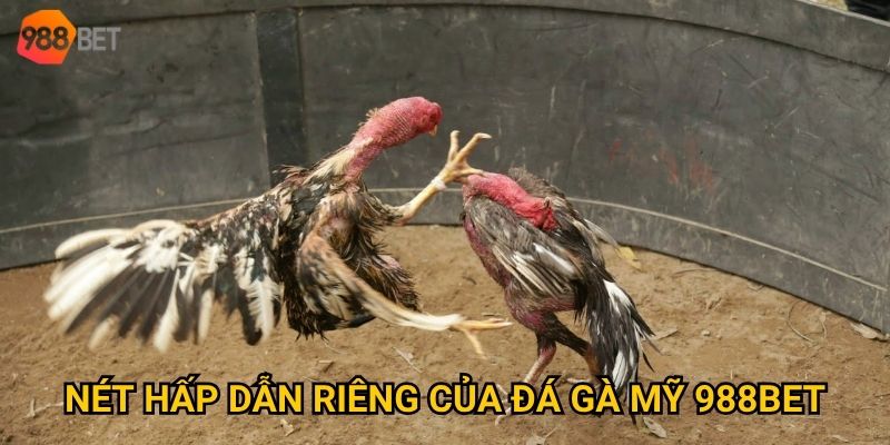 Giống gà chiến mạnh mẽ và hiếu chiến