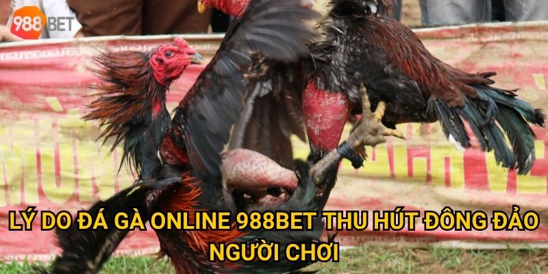 Lý do đá gà online 988Bet thu hút đông đảo người chơi